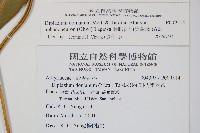 隱脈細柄雙蓋蕨藏品圖，第2張