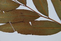 隱脈細柄雙蓋蕨藏品圖，第3張