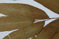 隱脈細柄雙蓋蕨藏品圖，第4張