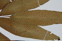 隱脈細柄雙蓋蕨藏品圖，第5張