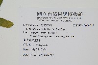 箭葉鱗始蕨藏品圖，第2張