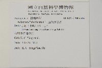 扇葉鐵線蕨藏品圖，第1張