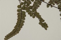 扇葉鐵線蕨藏品圖，第2張