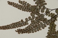 扇葉鐵線蕨藏品圖，第3張