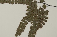 扇葉鐵線蕨藏品圖，第4張