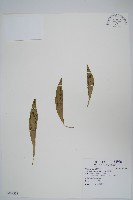 車前蕨藏品圖，第1張