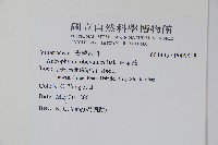 車前蕨藏品圖，第2張