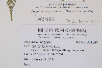 細裂蹄蓋蕨藏品圖，第2張