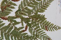 細裂蹄蓋蕨藏品圖，第4張