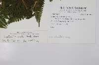 司氏碗蕨藏品圖，第2張