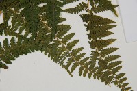 司氏碗蕨藏品圖，第3張