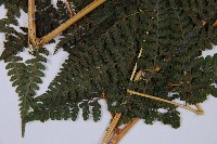 司氏碗蕨藏品圖，第4張