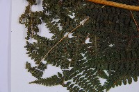 司氏碗蕨藏品圖，第5張