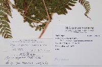 細裂蹄蓋蕨藏品圖，第2張