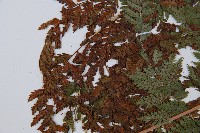 細裂蹄蓋蕨藏品圖，第3張