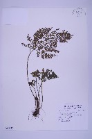 尖葉鐵角蕨藏品圖，第1張