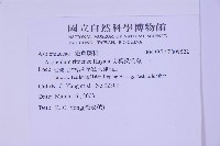 尖葉鐵角蕨藏品圖，第2張