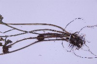 尖葉鐵角蕨藏品圖，第3張