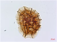 尖葉鐵角蕨藏品圖，第2張