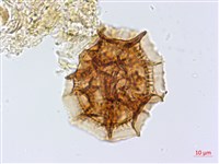 尖葉鐵角蕨藏品圖，第3張