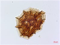 尖葉鐵角蕨藏品圖，第4張