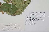 披針貫眾蕨藏品圖，第2張