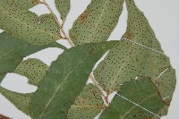 披針貫眾蕨藏品圖，第3張