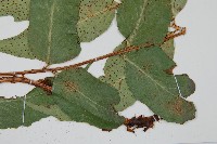 披針貫眾蕨藏品圖，第5張