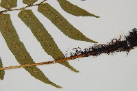 桫欏鱗毛蕨藏品圖，第3張