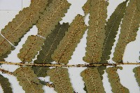 桫欏鱗毛蕨藏品圖，第5張