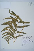 狹葉貫眾蕨藏品圖，第1張