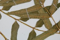 狹葉貫眾蕨藏品圖，第3張