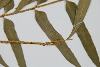 狹葉貫眾蕨藏品圖，第4張