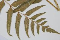 狹葉貫眾蕨藏品圖，第5張