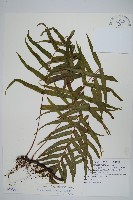 箭葉水龍骨、擬水龍骨藏品圖，第1張