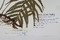 箭葉水龍骨、擬水龍骨藏品圖，第2張