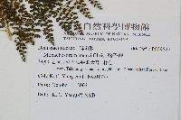 稀子蕨藏品圖，第5張