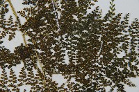 稀子蕨藏品圖，第6張