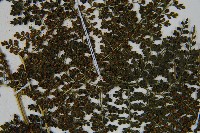 稀子蕨藏品圖，第7張