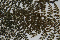 稀子蕨藏品圖，第8張