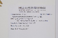 假石松藏品圖，第2張