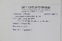 車前蕨藏品圖，第2張