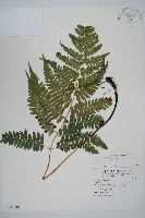 廣葉深山雙蓋蕨藏品圖，第1張