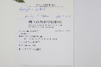 廣葉深山雙蓋蕨藏品圖，第2張