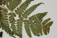 廣葉深山雙蓋蕨藏品圖，第3張