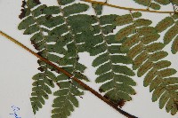 廣葉深山雙蓋蕨藏品圖，第4張