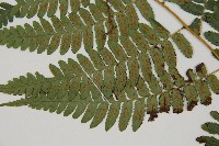 廣葉深山雙蓋蕨藏品圖，第5張