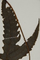 三叉蕨藏品圖，第3張