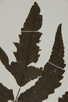 三叉蕨藏品圖，第4張