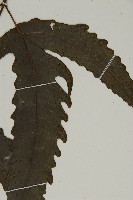 三叉蕨藏品圖，第5張